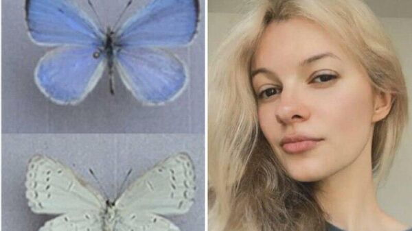 ‼ Новый вид бабочки, обнаруженный в США, был назван в память об Ирине Заруцкой — украинской эмигрантке, убитой в Шарлотте (Южная Каролина)