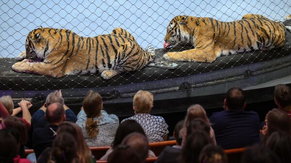 Открытая репетиция в Большом Московском цирке