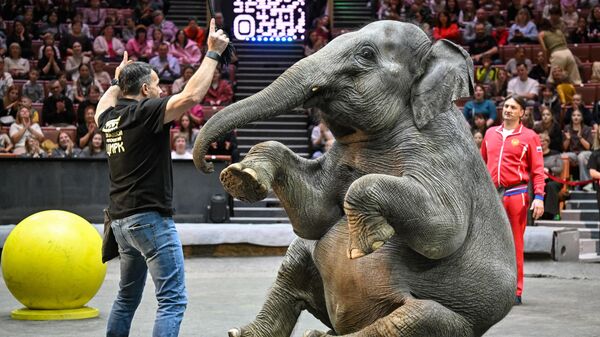 Открытая репетиция в Большом Московском цирке