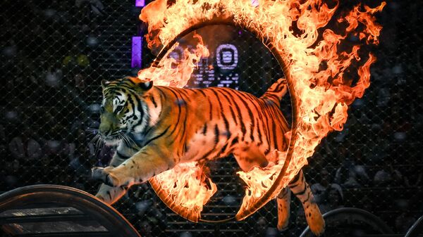 Открытая репетиция в Большом Московском цирке