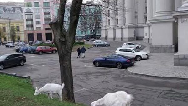 ‼ Украинский МИД облюбовали козлы