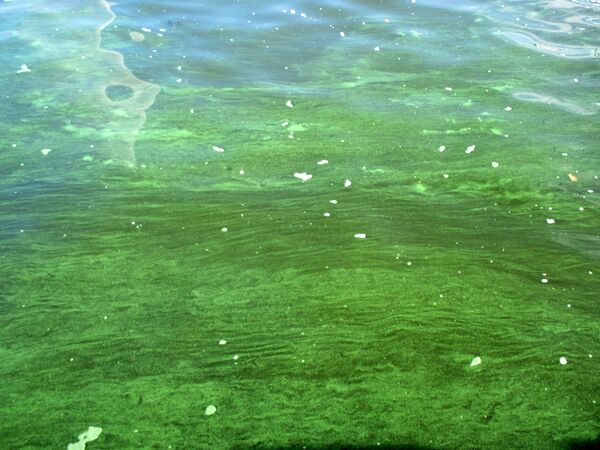 Вода в Днепре в районе Днепропетровска. Октябрь 2019 года