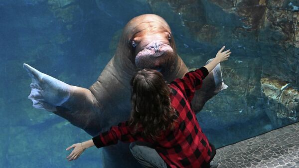 День моржа в Приморском океанариуме