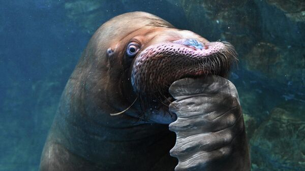 День моржа в Приморском океанариуме