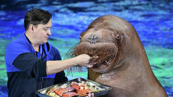 День моржа в Приморском океанариуме