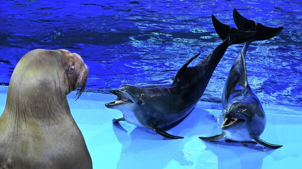 День моржа в Приморском океанариуме