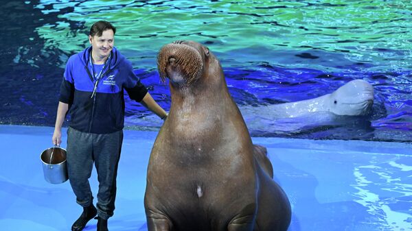 День моржа в Приморском океанариуме