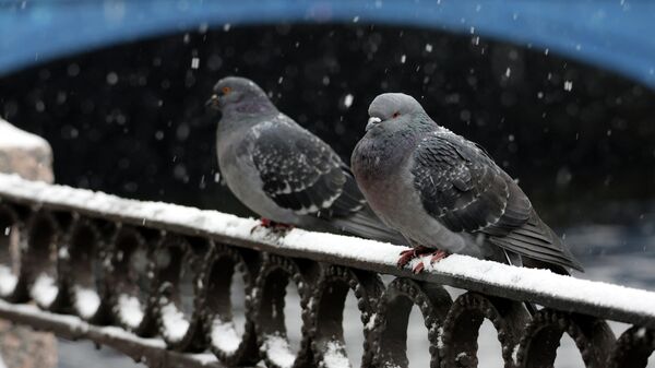 Снег в Санкт-Петербурге