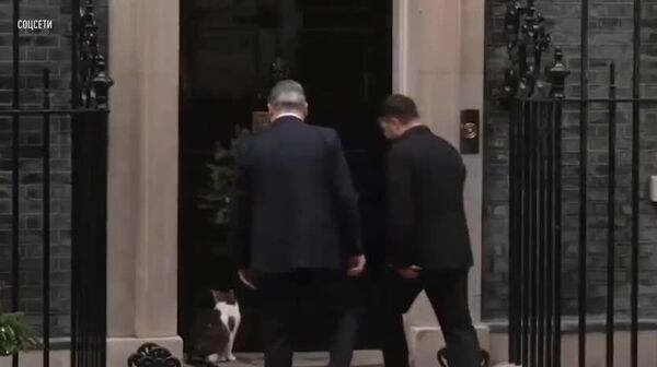Со встречи с Зеленским в Лондоне быстренько сбежали не только Мерц с Макроном, но и даже кот