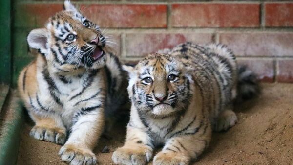 В Московском зоопарке родились два амурских тигренка В Московском зоопарке родились два амурских тигренка