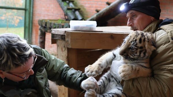 В Московском зоопарке родились два амурских тигренка В Московском зоопарке родились два амурских тигренка
