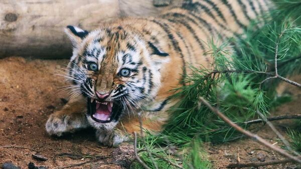 В Московском зоопарке родились два амурских тигренка В Московском зоопарке родились два амурских тигренка