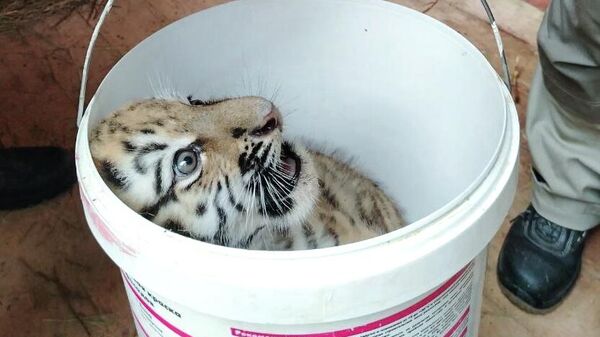 В Московском зоопарке родились два амурских тигренка В Московском зоопарке родились два амурских тигренка