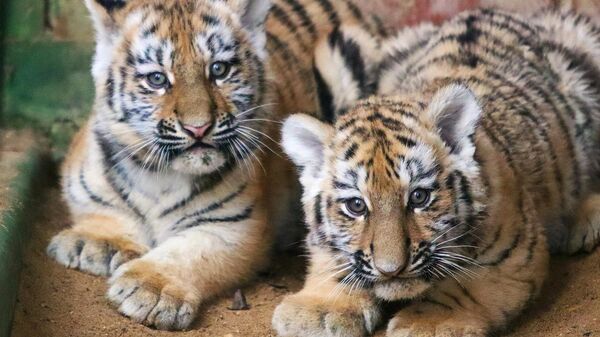 В Московском зоопарке родились два амурских тигренка В Московском зоопарке родились два амурских тигренка