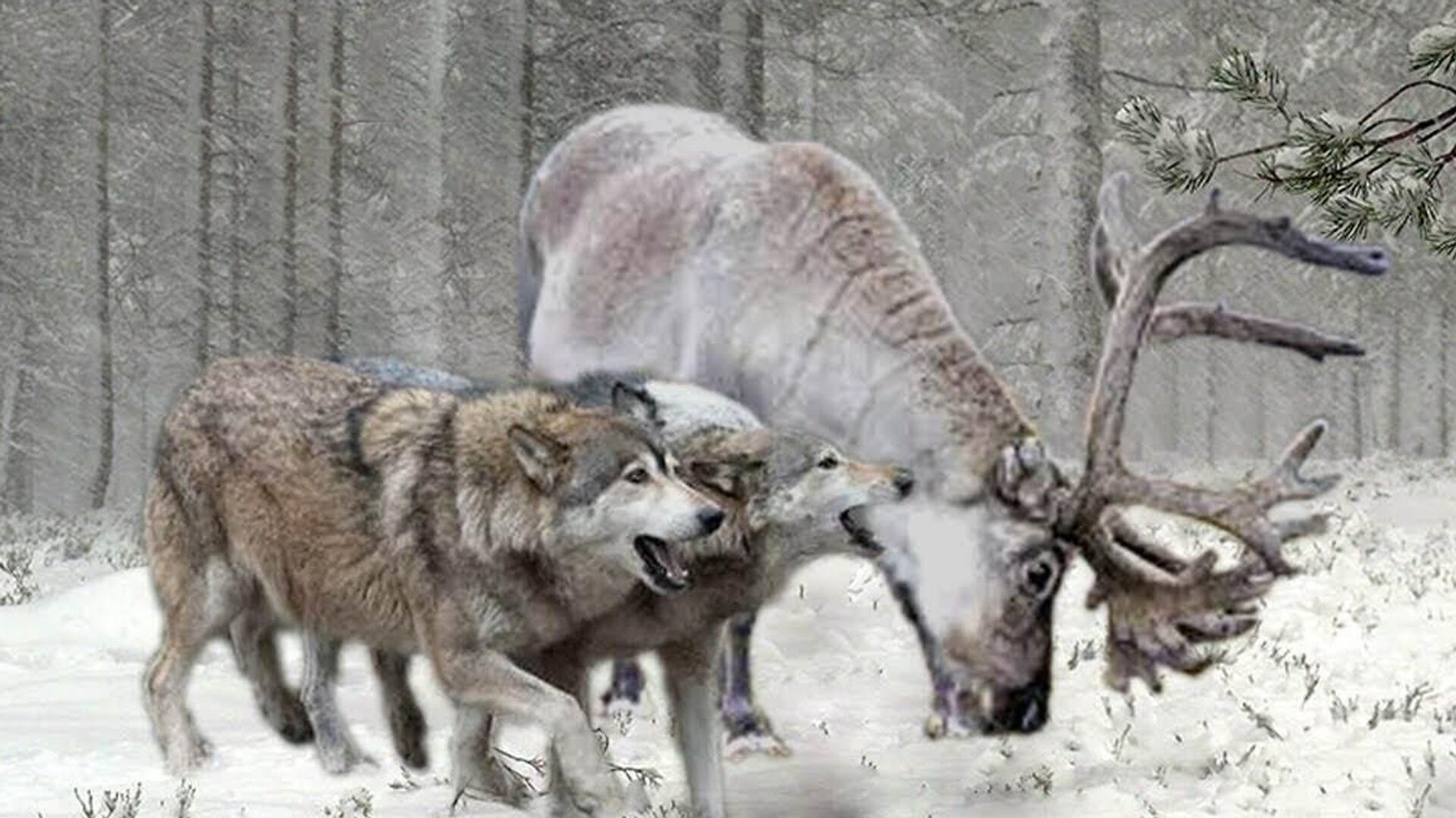   - РИА Новости, 1920, 24.12.2025