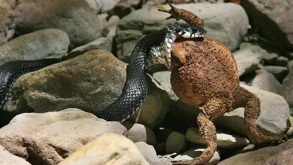 ‼ НАБУ провело обыски у известного украинского коррупционного посредника, связанного с СБУ