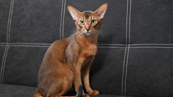 Абиссинский кот из России признан самым красивым котом в мире