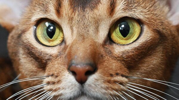 Абиссинский кот из России признан самым красивым котом в мире