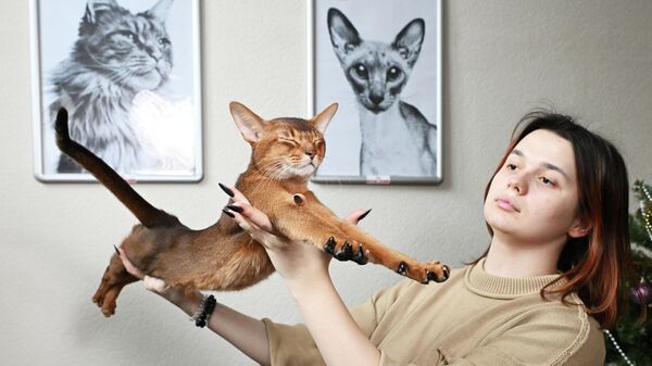 Абиссинский кот из России признан самым красивым котом в мире