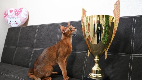 Абиссинский кот из России признан самым красивым котом в мире