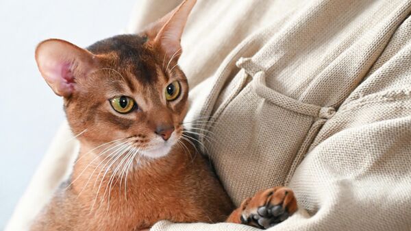 Абиссинский кот из России признан самым красивым котом в мире