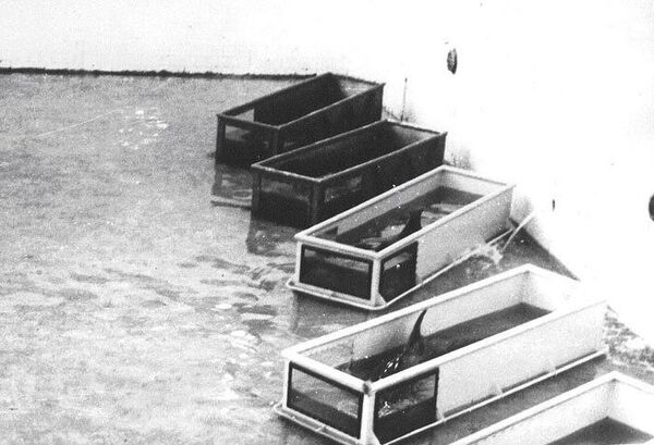 Дельфины во временных ваннах