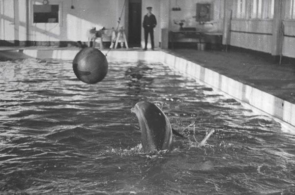 Дельфин в зимовальном бассейне