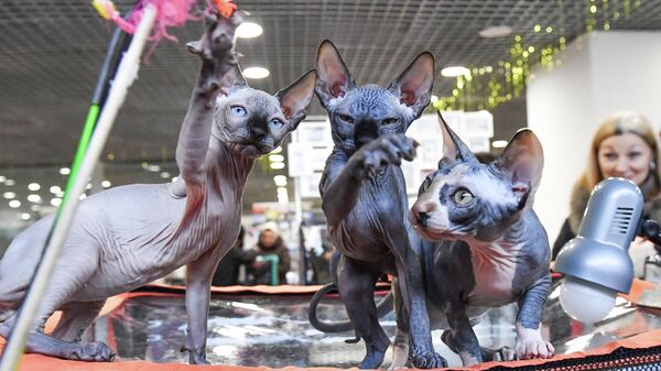 Выставка КоШарики Шоу в Москве