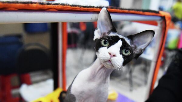 Выставка КоШарики Шоу в Москве