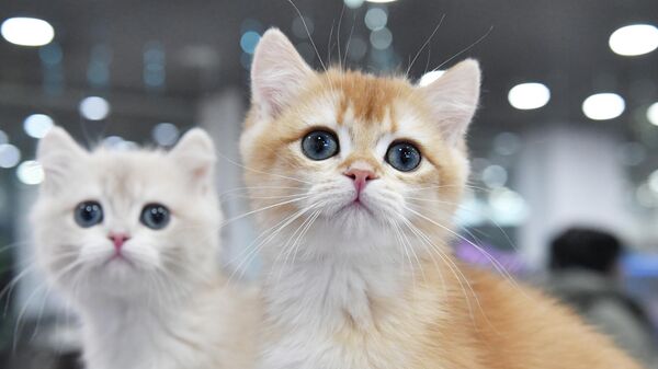 Выставка КоШарики Шоу в Москве