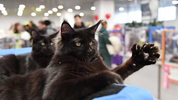 Выставка КоШарики Шоу в Москве