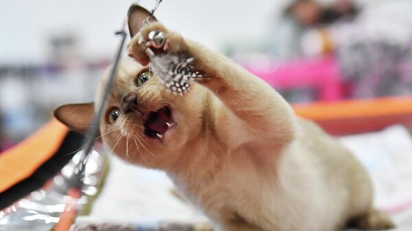 Выставка КоШарики Шоу в Москве