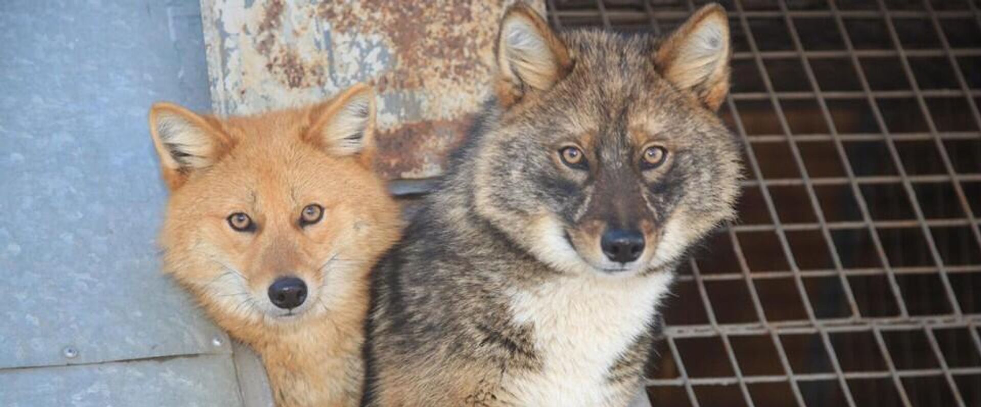   - РИА Новости, 1920, 19.02.2026