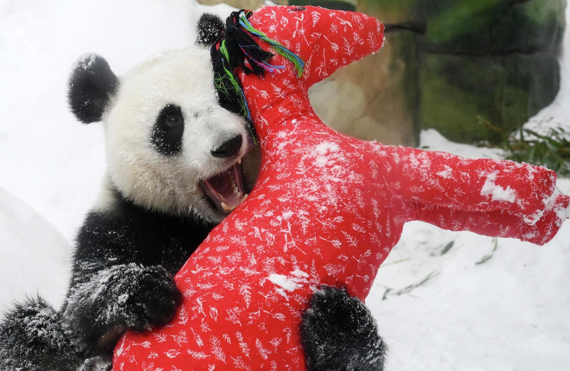 Празднование Китайского Нового года в Московском зоопарке - РИА Новости, 1920, 27.02.2026