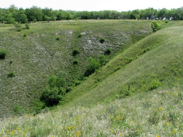 Докучаевские посадки в Дивногорье Воронежской области