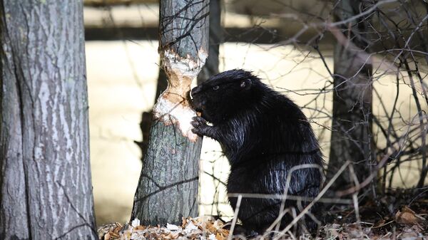 Бобёр поселился у элитного ЖК в Санкт-Петербурге Бобёр поселился у элитного ЖК в Санкт-Петербурге