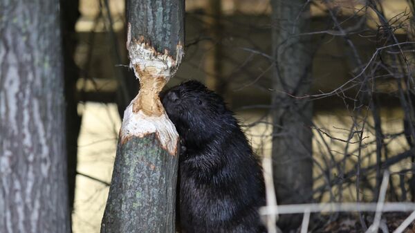 Бобёр поселился у элитного ЖК в Санкт-Петербурге Бобёр поселился у элитного ЖК в Санкт-Петербурге