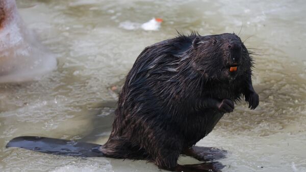 Бобёр поселился у элитного ЖК в Санкт-Петербурге Бобёр поселился у элитного ЖК в Санкт-Петербурге