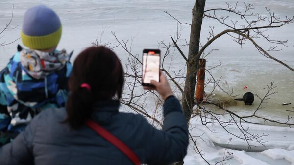 Бобёр поселился у элитного ЖК в Санкт-Петербурге Бобёр поселился у элитного ЖК в Санкт-Петербурге