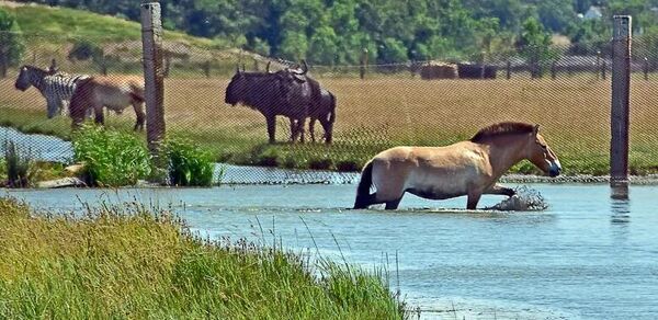 Аскания-Нова. Фото из социальных сетей