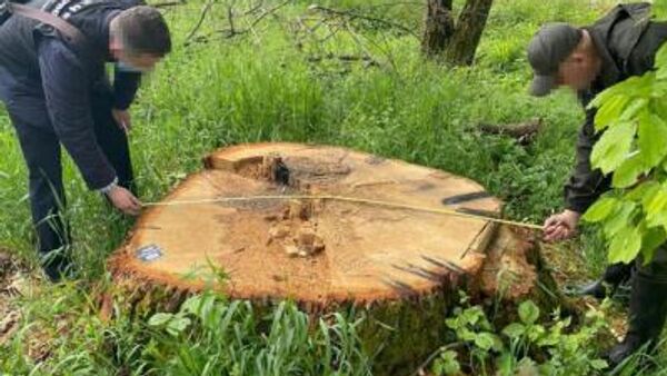 В Закарпатье разоблачили руководство военного лесничества