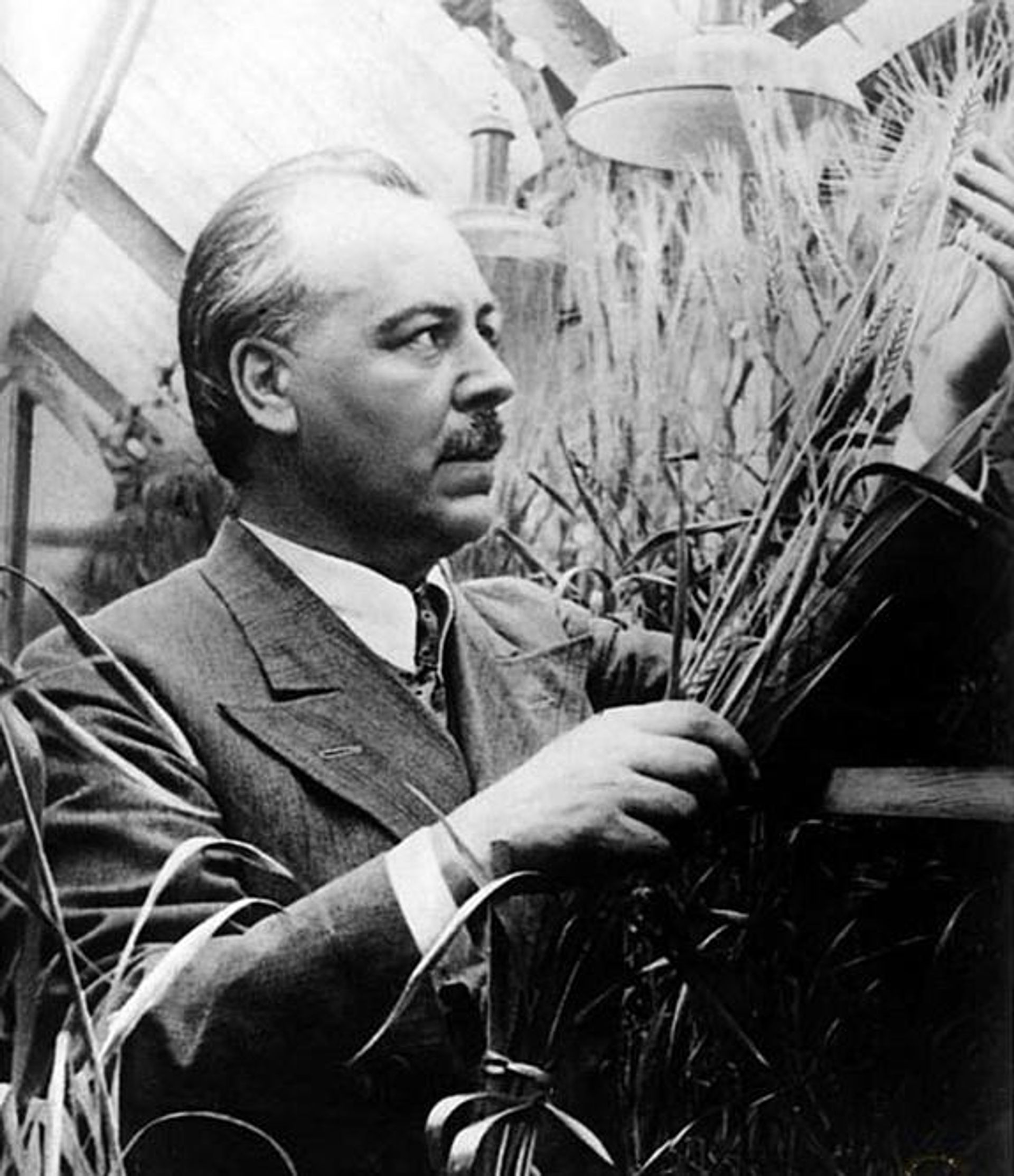 Николай Вавилов, 1939 год - РИА Новости, 1920, 20.07.2026