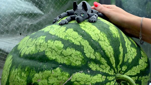Выращивание овощей-гигантов в Красноярском крае Выращивание овощей-гигантов в Красноярском крае