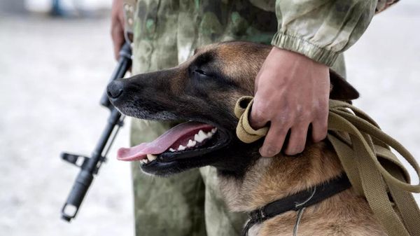 Военный кинолог с собакой