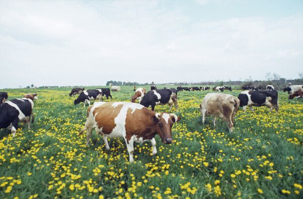 Стадо коров