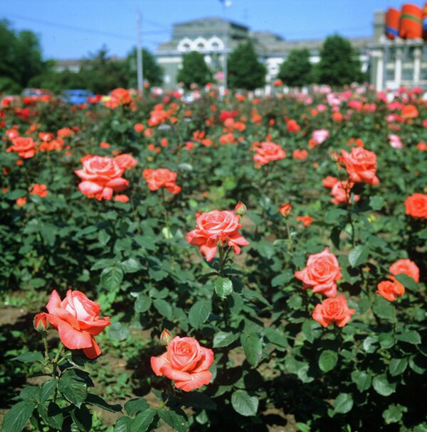 Городские цветы