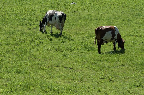 Города мира. Осло Города мира. Осло