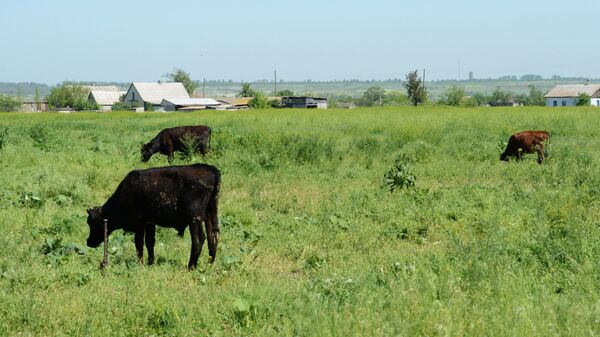Деревня Богатырь в Донецкой области