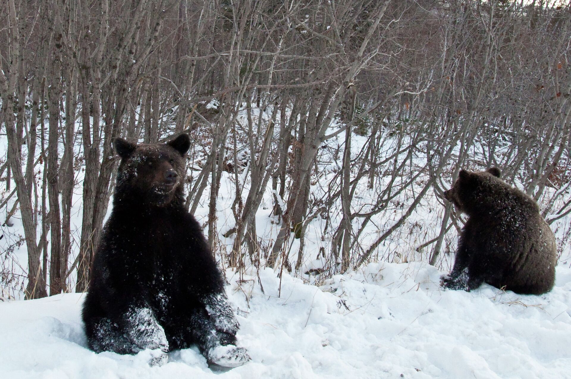 Медведи попрошайничают на дорогах Сахалинской области - РИА Новости, 1920, 03.03.2021