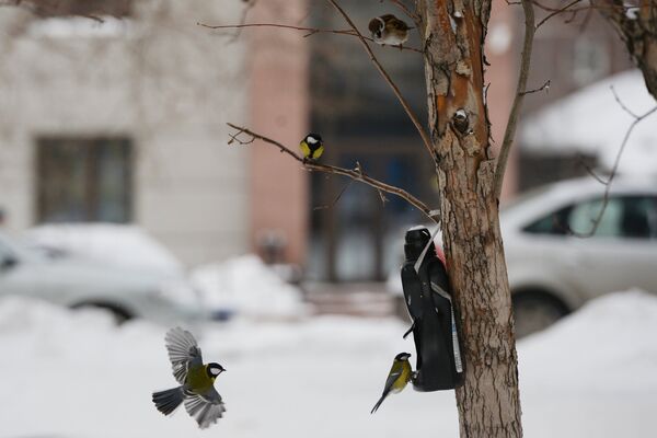 Зима в Новосибирске Зима в Новосибирске
